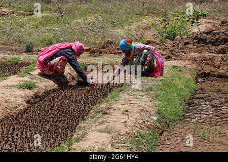 Beawar, India. 01st July, 2021. Women workers prepare plants at a nursery of forest department, ahead of the rainy season in Beawar. (Photo by Sumit Saraswat/Pacific Press) Credit: Pacific Press Media Production Corp./Ģ����ý Live News Stock Photo