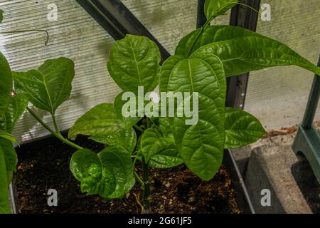 Passionflower with green fresh leafs in greenhouse in spring sunny day Stock Photo