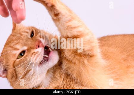 ginger cat gnaws hand close-up Stock Photo