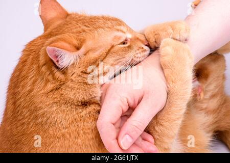 ginger cat gnaws hand close-up Stock Photo