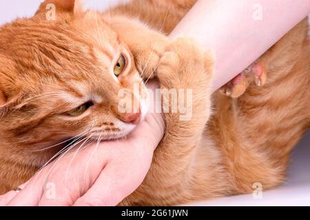 ginger cat gnaws hand close-up Stock Photo