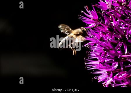 close up capture of a bee flying to a pearl onion flower. Beautiful purple color and details of the flower. blurred dark background - wings are motion Stock Photo