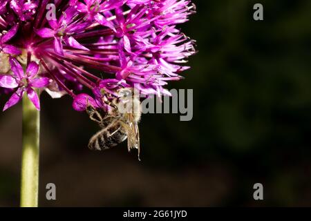 close up capture of a bee on a pearl onion flower. Beautiful purple color and details of the flower. Blurred dark background - the wings of the bee ar Stock Photo