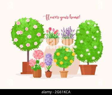 Home garden vector illustration, cartoon flat green tropical fruit tree and organic house plant in pot, lavender or tulip flower for balcony isolated Stock Vector