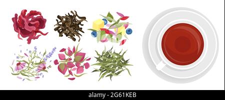 Herbal tea vector illustration set in flat cartoon style, teacup with healthy drink, herb beverage cafe menu of natural plants, flowers, berries and Stock Vector