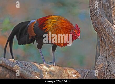 Red Junglefowl (Gallus gallus spadiceus) adult male climbing over log near Kaeng Krachan, Thailand            February Stock Photo