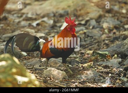 Red Junglefowl (Gallus gallus spadiceus) adult male walking on forest floor near Kaeng Krachan, Thailand            February Stock Photo