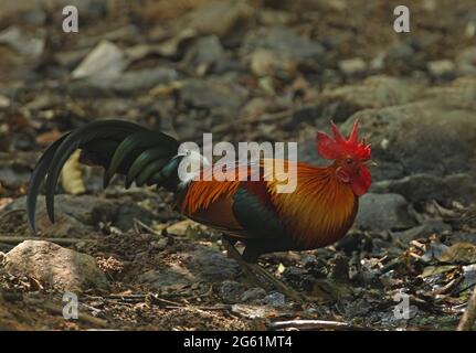 Red Junglefowl (Gallus gallus spadiceus) adult male standing on forest floor near Kaeng Krachan, Thailand            February Stock Photo