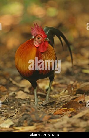 Red Junglefowl (Gallus gallus spadiceus) adult male standing on forest floor near Kaeng Krachan, Thailand            November Stock Photo