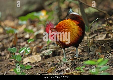 Red Junglefowl (Gallus gallus spadiceus) adult male standing on forest floor near Kaeng Krachan, Thailand            November Stock Photo