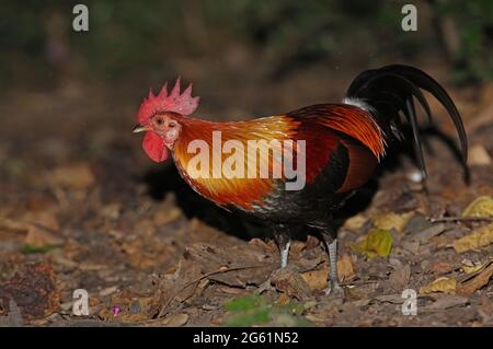 Red Junglefowl (Gallus gallus spadiceus) adult male standing on forest floor near Kaeng Krachan, Thailand            November Stock Photo