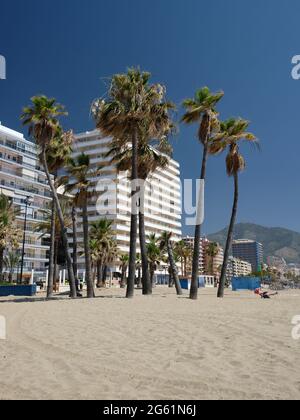 Washingtonia robusta palm trees on beach of Fuengirola, Malaga province, Andalusia, Spain. Stock Photo