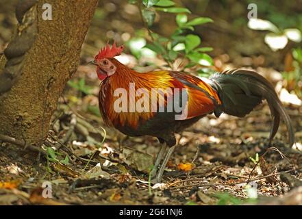 Red Junglefowl (Gallus gallus spadiceus) adult male standing on forest floor near Kaeng Krachan, Thailand            May Stock Photo