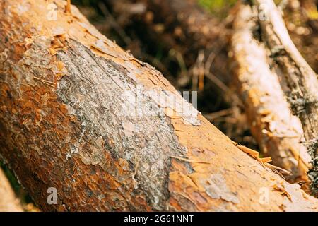 Close View Of Old Bear Claw Marks On Fallen Pine Tree Stock Photo