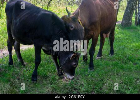 Family strokes calf Stock Photo - Alamy