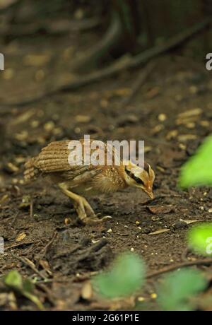 Red Junglefowl - Gallus gallus tropical bird Beautiful colors in green ...