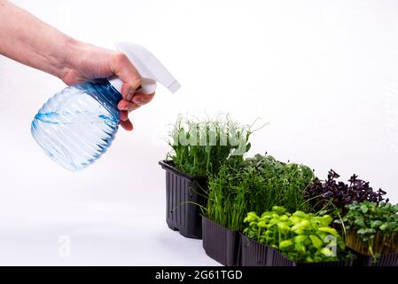 Woman watering microgreens on a white background. Microgreens of different varieties on the banner photo. Microgreens of radish, sunflower, pea, onion Stock Photo