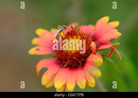 Fire Wheel, Indian Blanket, Sundance, Blanket Flower, Gaillardia pulchella Foug. bee pollination Stock Photo