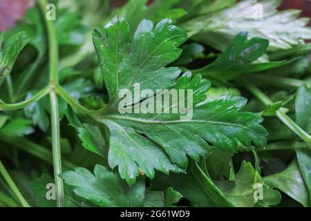 Macro closeup of isolated green raw fresh flat smooth leaf parsley Stock Photo
