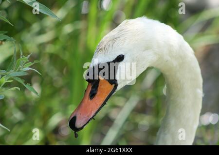 White swan head side view close-up on green selective focus Stock Photo