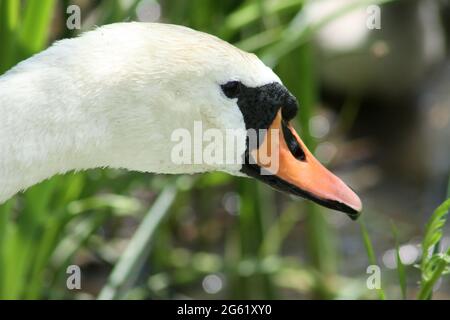 White swan head side view close-up of it Stock Photo