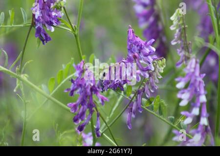 Multiple hairy vetch in bloom close-up view on green background Stock Photo