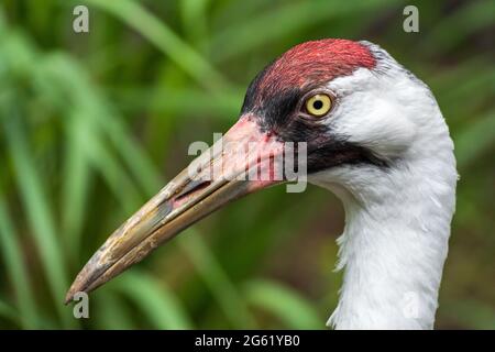 Portrait of a whooping crane (Grus americana) - Homosassa, Florida, USA
