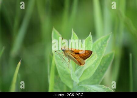 Woodland skipper butterfly on swamp milkweed close-up view Stock Photo