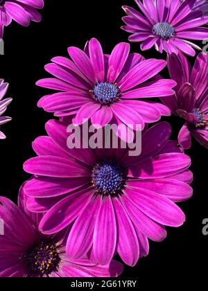 Magenta cape marguerite in bloom close-up view isolated on black background Stock Photo