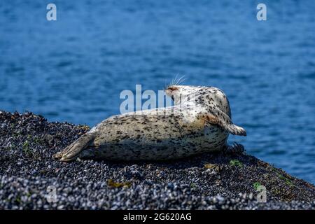Harbor (or harbour) seal (Phoca vitulina), also known as the common seal, lying on a rock with some purple sea star, at Whytecliff Park Stock Photo