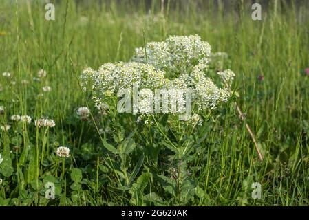 flowering plants of a hoary or white top cress with creamy white petals growing in a meadow Stock Photo