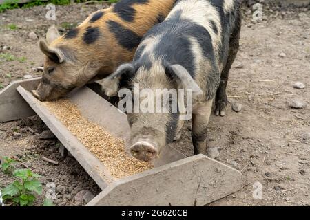 Close up of two adult Linderod pigs feeding at a trough in a pig sty Stock Photo