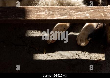 Detail of a cat's paws, lying in the shade of a deck chair. Stock Photo