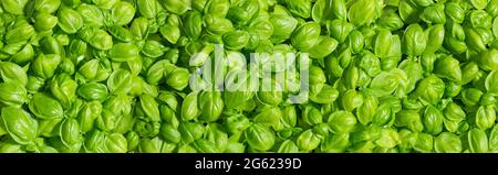Fresh basil leaves background. Wide format image of growing basil on a sunny day. Texture of basil plant (Ocimum basilicum) with lush green leaves. Stock Photo