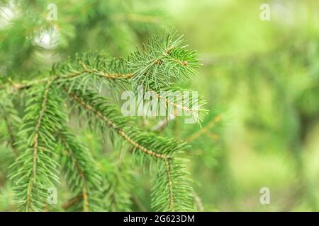 Beautiful pine branch with needles. Natural tree background. Stock Photo