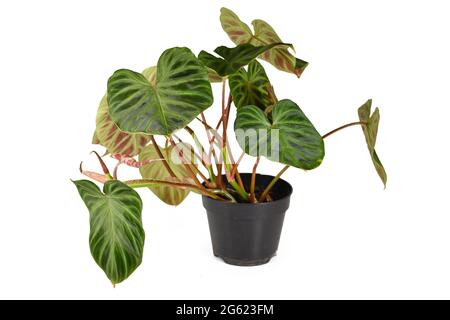 Potted 'Philodendron Verrucosum' houseplant with dark green veined velvety leaves solated on white background Stock Photo