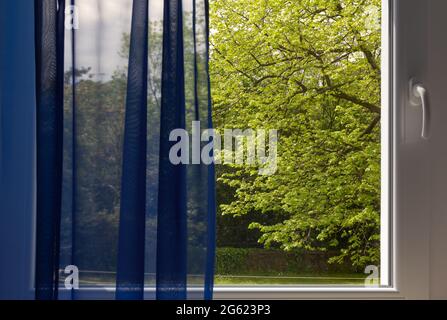 View of a park with a big linden tree through a window with a blue transparent curtain Stock Photo