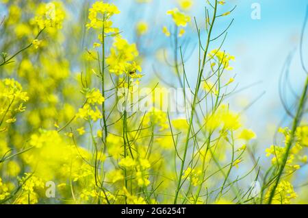 Close up field of yellow wild mustard plants with bokeh wind blurred effect with cyan blue sky Stock Photo