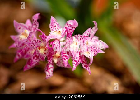 Dazzling Odontioda Heatonensis flower spike in full bloom Stock Photo