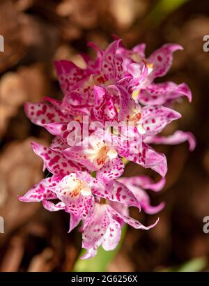 Dazzling Odontioda Heatonensis flower spike in full bloom Stock Photo