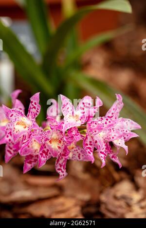 Dazzling Odontioda Heatonensis flower spike in full bloom Stock Photo