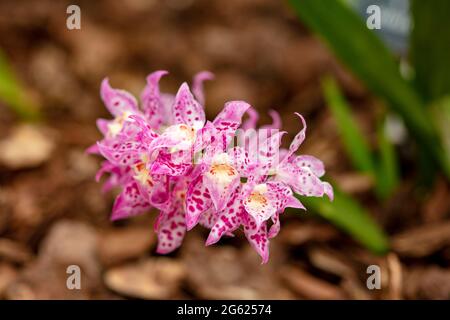 Dazzling Odontioda Heatonensis flower spike in full bloom Stock Photo