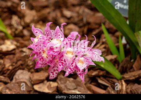 Dazzling Odontioda Heatonensis flower spike in full bloom Stock Photo