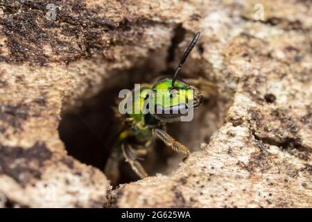 A Pure Green-Sweat bee (Augochlora pura) examines a cavity in a dead oak tree. Stock Photo