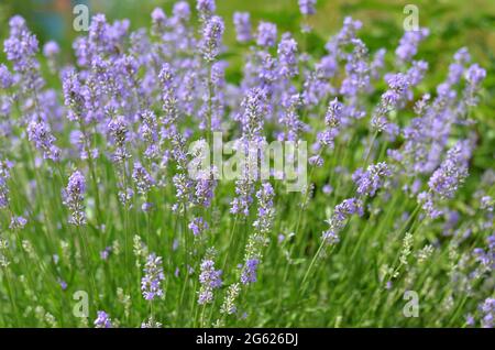 Lavandula angustifolia or garden lavender - aromatic perennial herb. Lavender flowers blooming on a summer day. Stock Photo