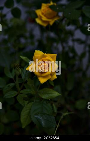 Yellow rose with leaves on a white background Stock Photo