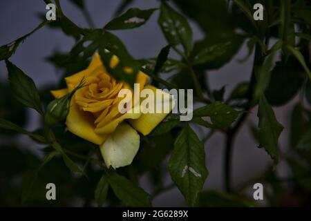 Yellow rose with leaves on a white background Stock Photo