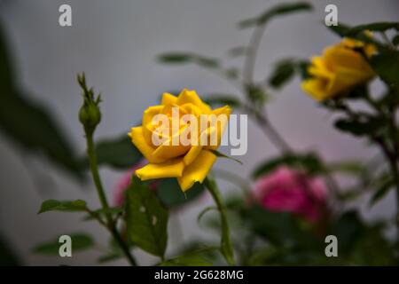 Yellow rose with leaves on a white background Stock Photo