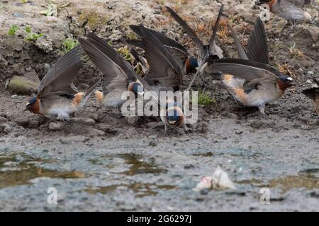 Cliff Swallows, Petrochelidon pyrrhonota, gathering fresh mud for nest-building purposes in California's San Joaquin Valley, Merced County. Stock Photo