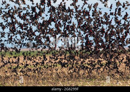 Red-winged and Tri-colored Blackbirds, take off from a cornfield on the Merced National Wildlife Refuge in California's San Joaquin Valley. Stock Photo